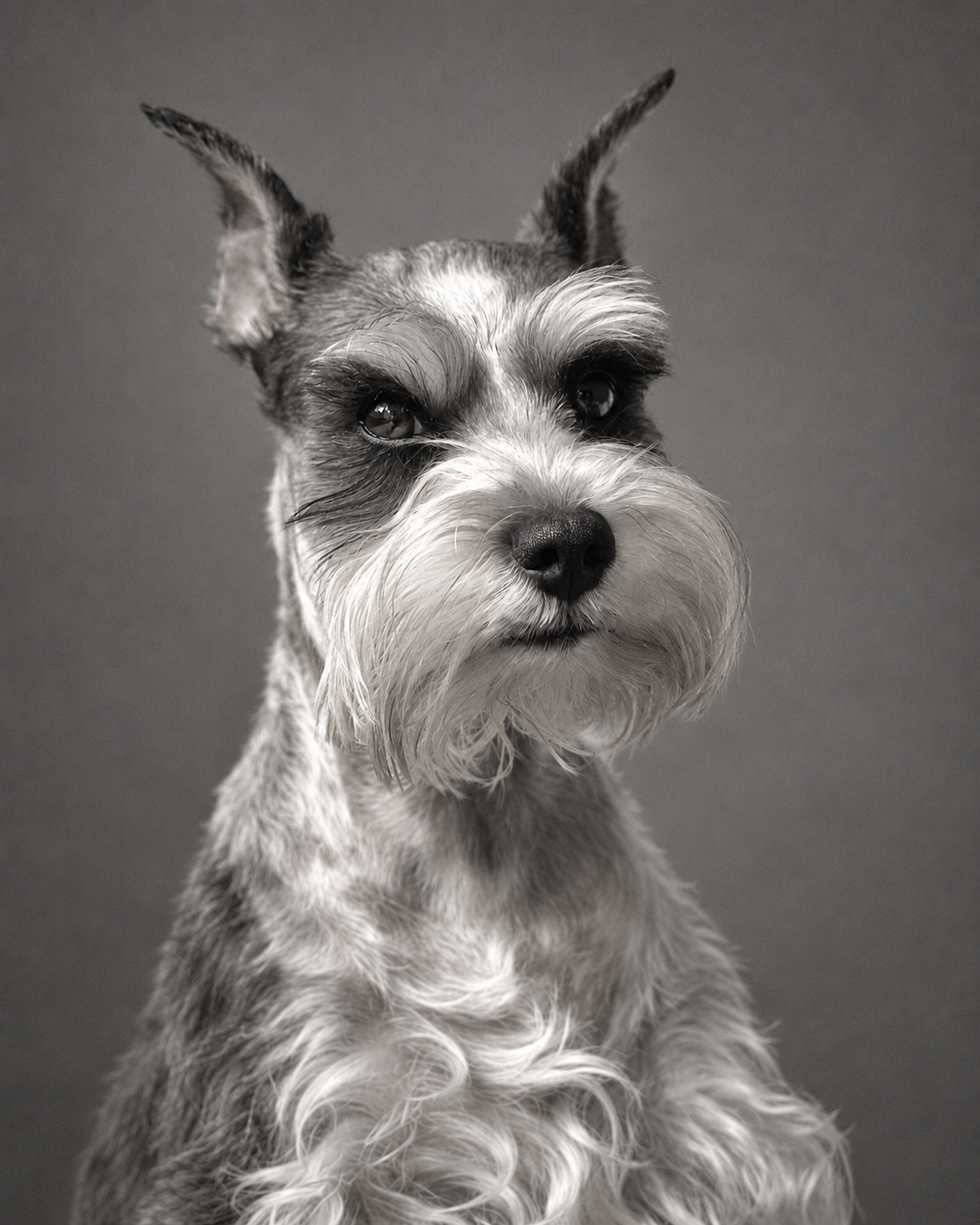Portrait of Millie, a miniature schnauzer and WPYB’s Director of Studio Morale & Treat Compliance.