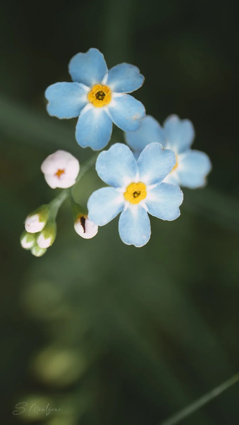 Macro