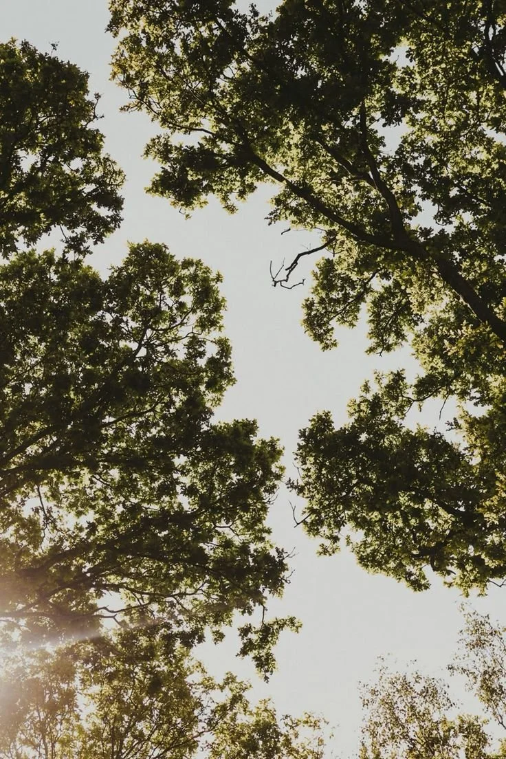 Trees viewed from below with sunlight filtering through the leaves.
