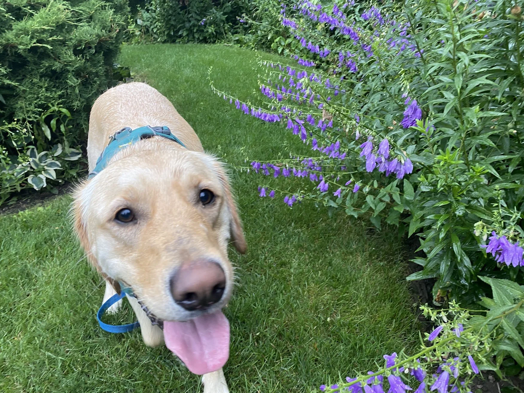 A happy yellow Labrador Retriever dog with its tongue out, walking on a lush green lawn next to purple flowers and green bushes.