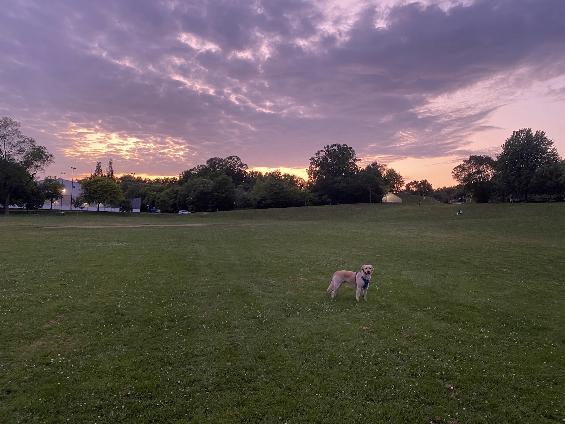 A dog standing on a grassy field with trees and people in the background during sunset, with purple and pink clouds in the sky.