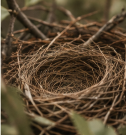 Empty bird's nest made of twigs and grass in a tree.