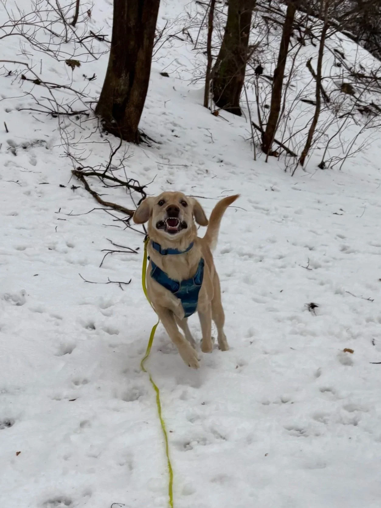A happy golden retriever puppy running in the snow wearing a blue harness and a yellow leash, with trees and snow-covered ground in the background.