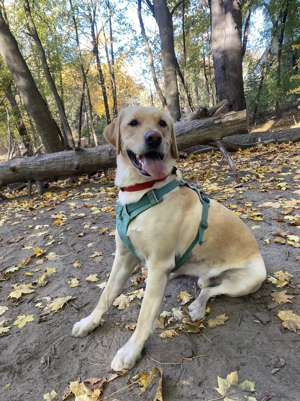 A happy yellow Labrador Retriever with a red collar and teal harness sitting on the ground covered with fallen yellow leaves in a wooded park during autumn.