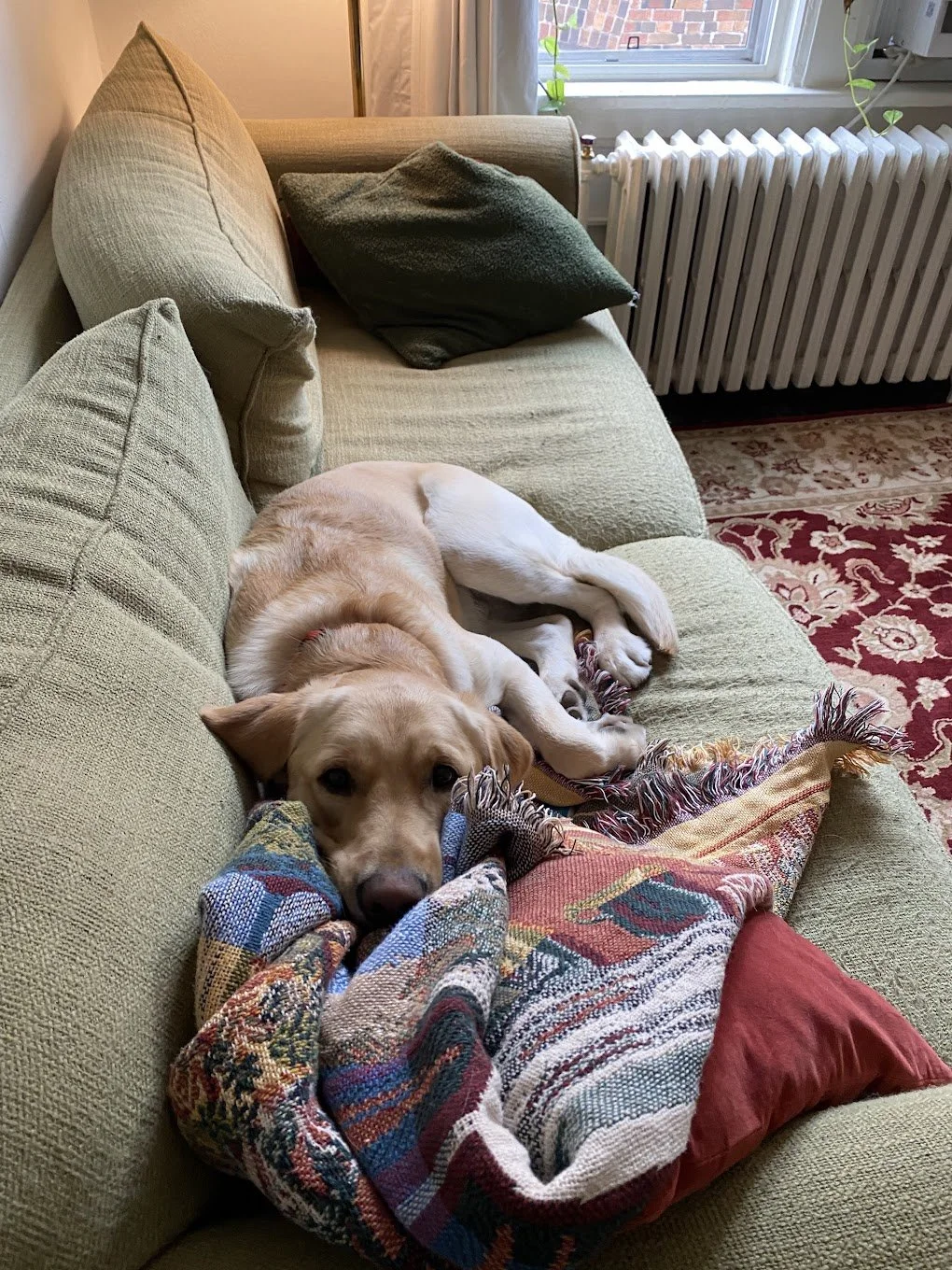 A golden retriever dog lying on a green sofa, resting its head on a colorful, patterned pillow.