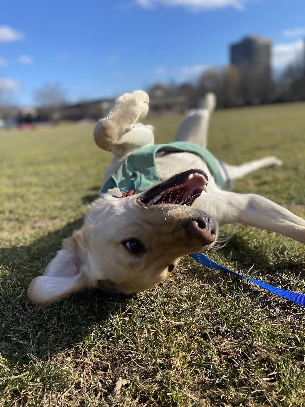 A playful yellow Labrador retriever lying on grass on its back, with its mouth open and one leg raised, outdoors in a park on a sunny day.