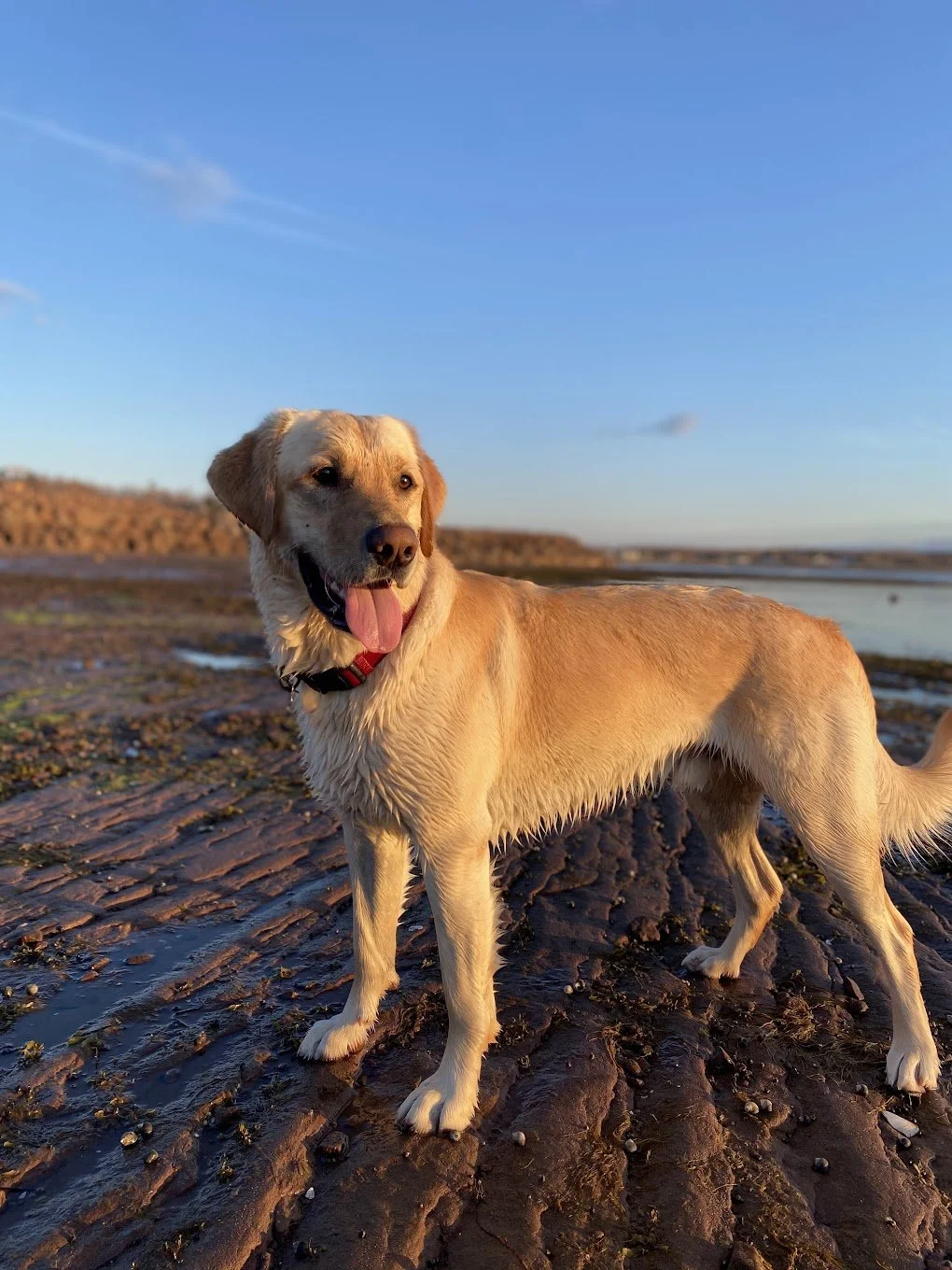 Golden retriever dog standing on a muddy beach during sunset with ocean and clear blue sky in the background.