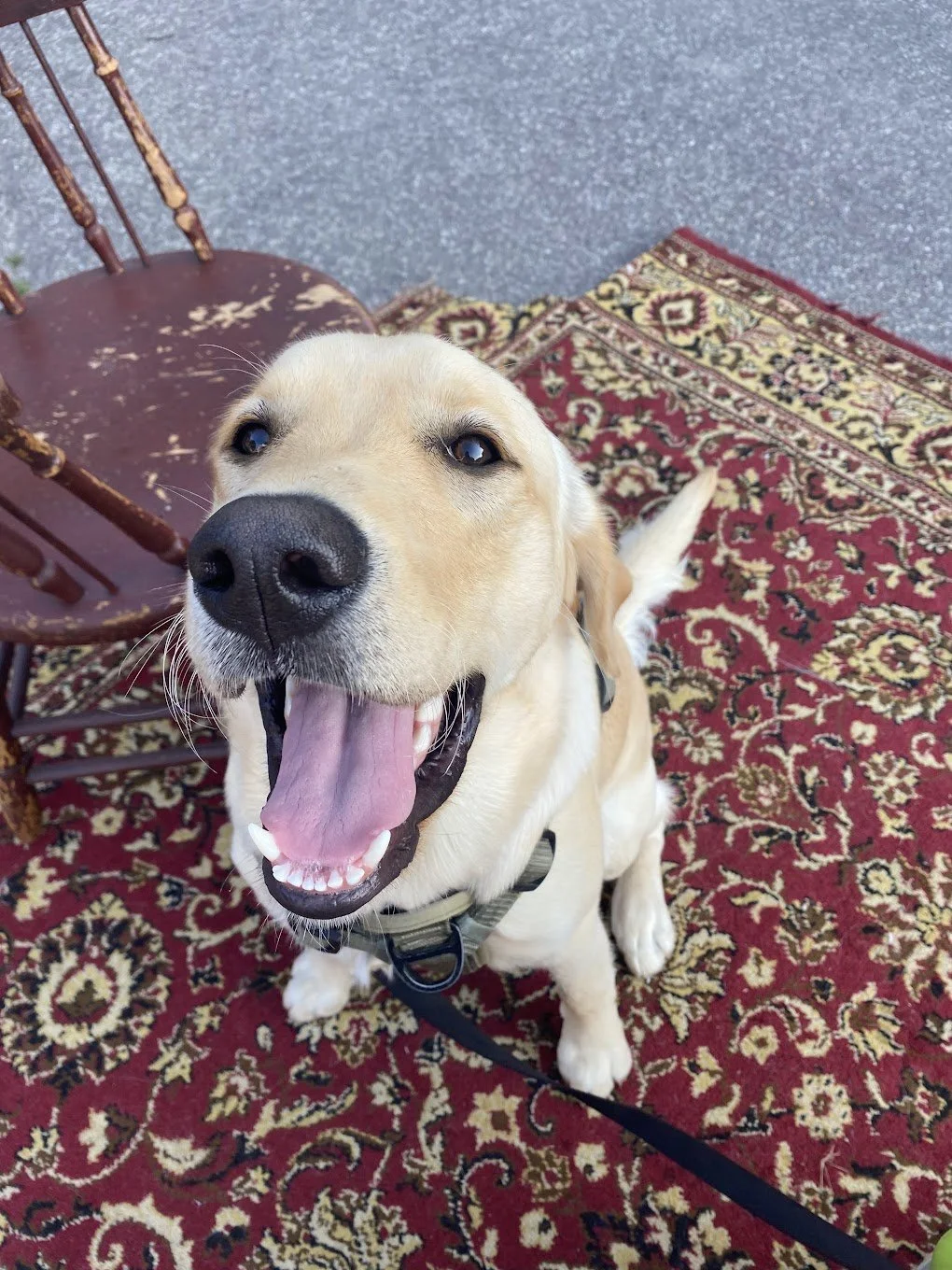 A happy yellow Labrador Retriever dog sitting on a red patterned rug, smiling with its mouth open and tongue out. There is a worn wooden chair and a gray surface in the background.