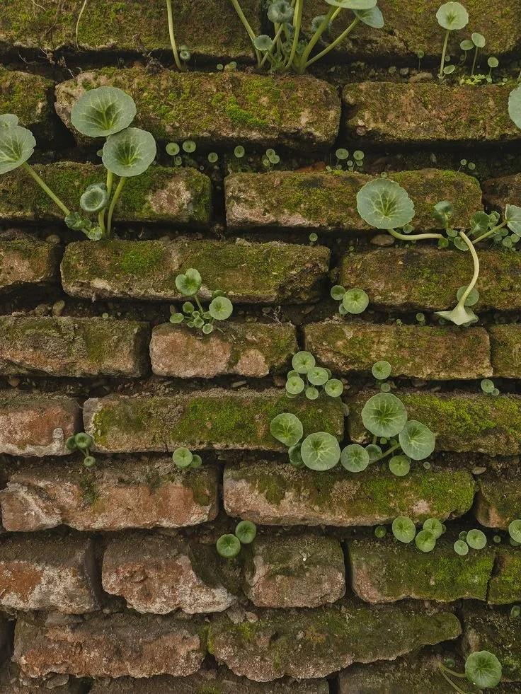 Close-up of an old brick wall with green moss and small leafy plants growing between the bricks.