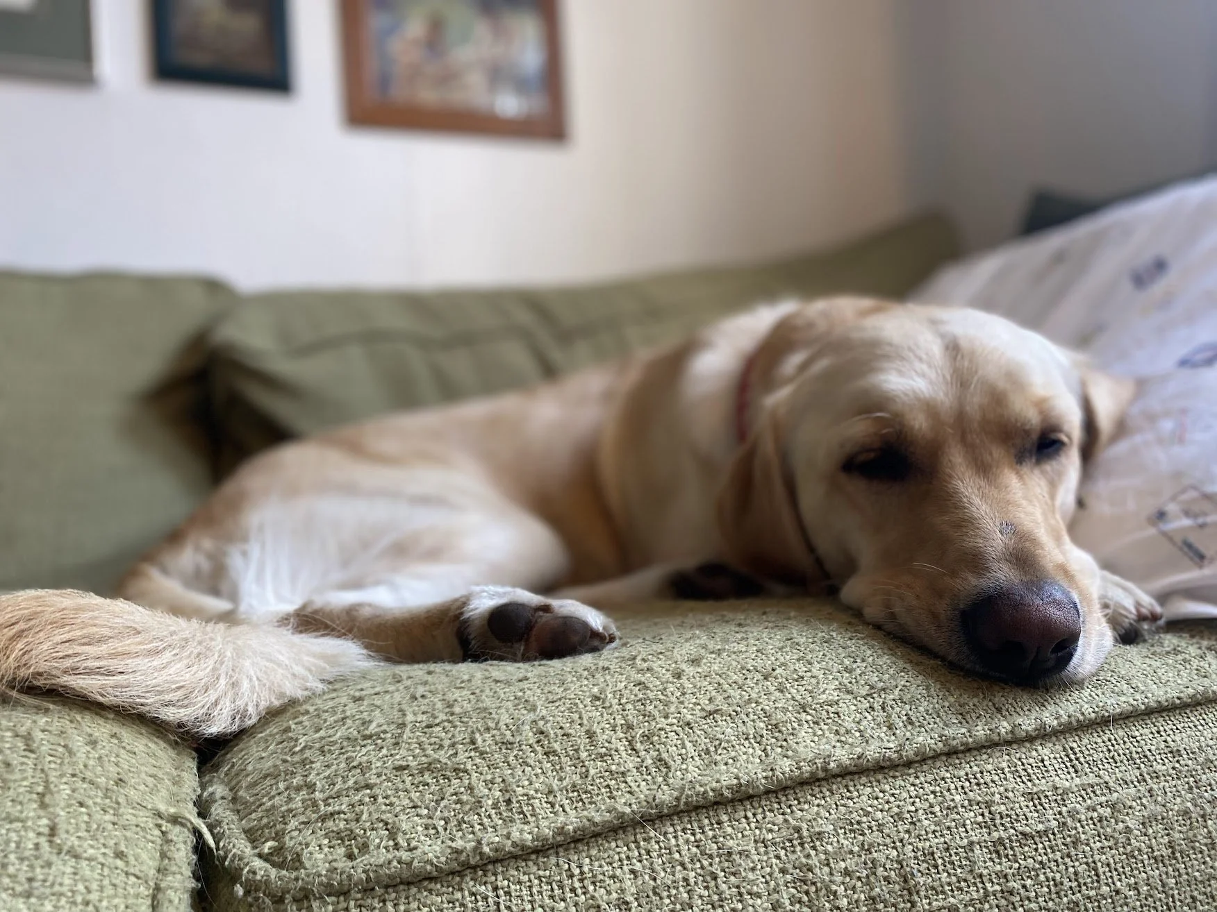 A yellow Labrador Retriever dog lying down on a textured green couch, resting with its eyes closed.