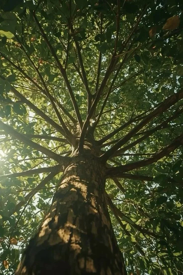 Looking up at a tall tree with green leaves and sunlight filtering through.