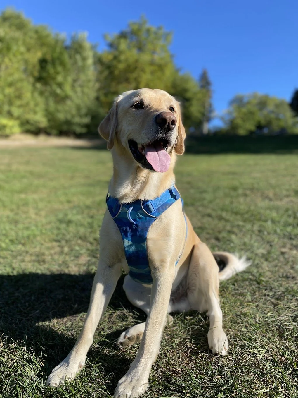 A happy yellow Labrador Retriever dog sitting on grass in a park under a clear blue sky, wearing a blue harness.