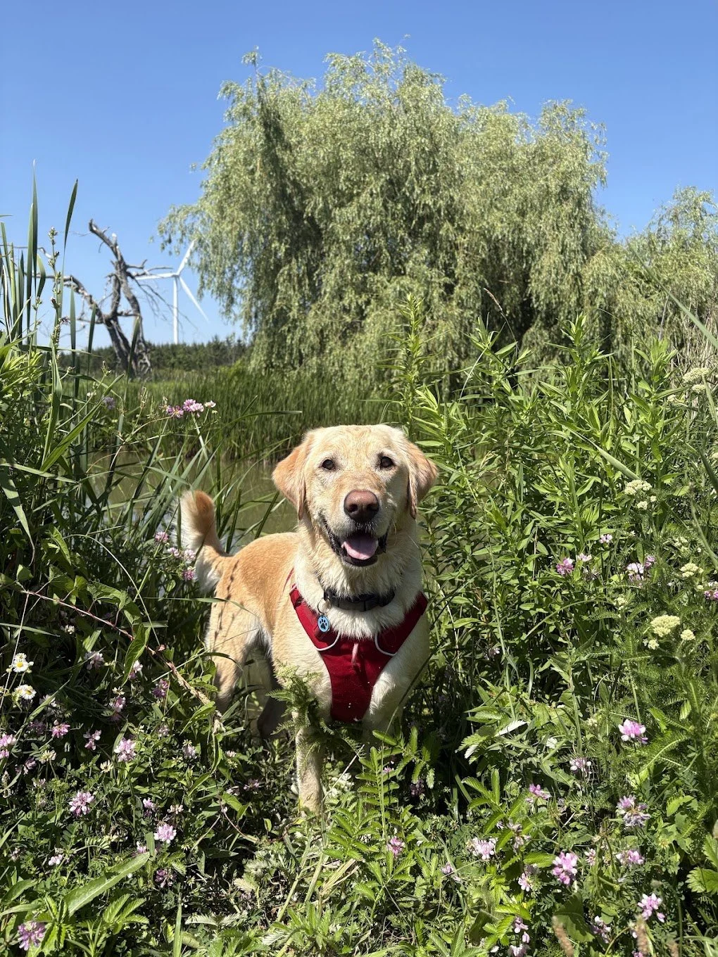 A happy yellow dog wearing a red harness standing in tall green grass and wildflowers, with a large tree and clear blue sky in the background.