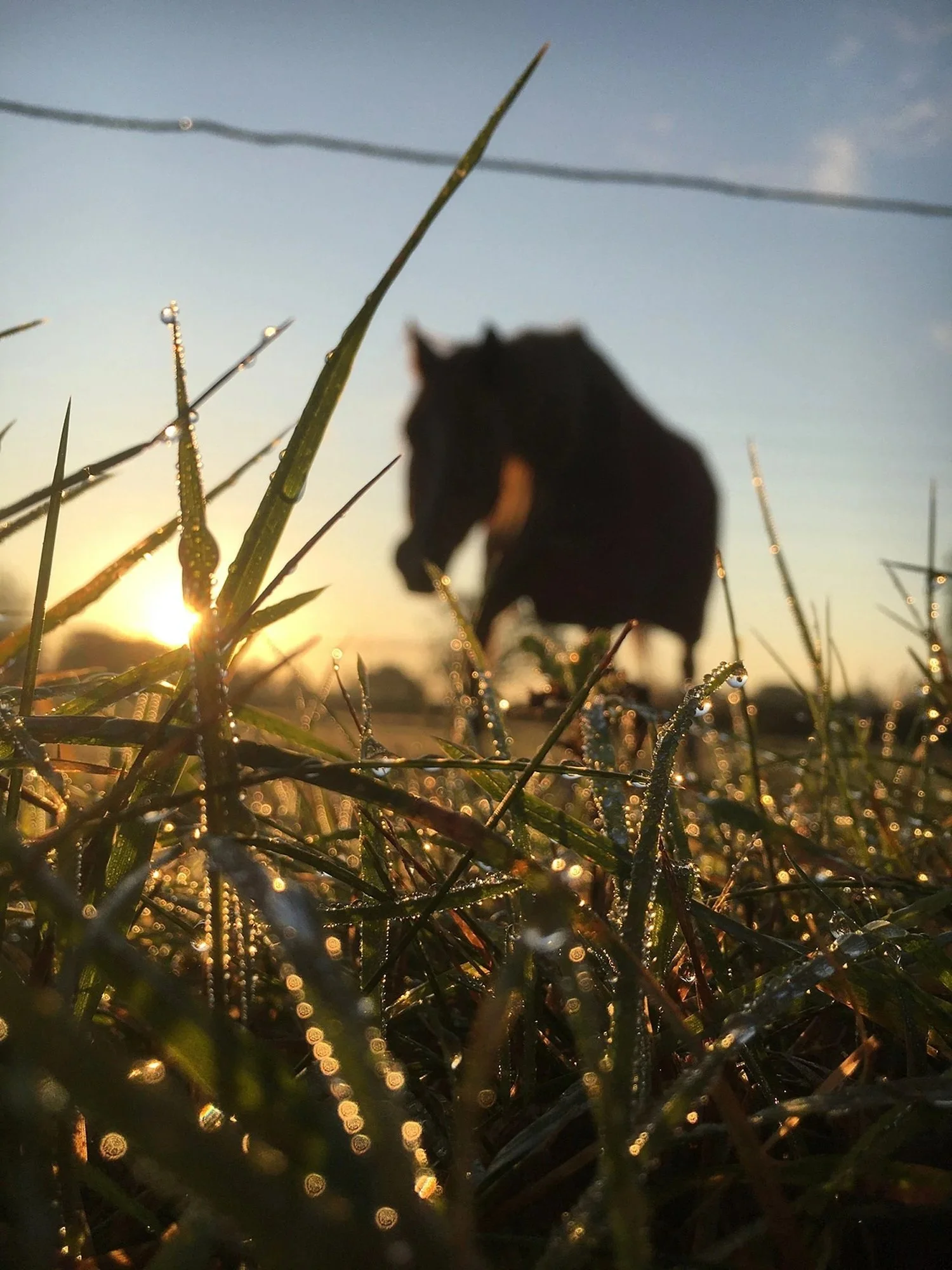 A horse grazing in a field during sunset with the sun low on the horizon, creating a warm, golden glow.