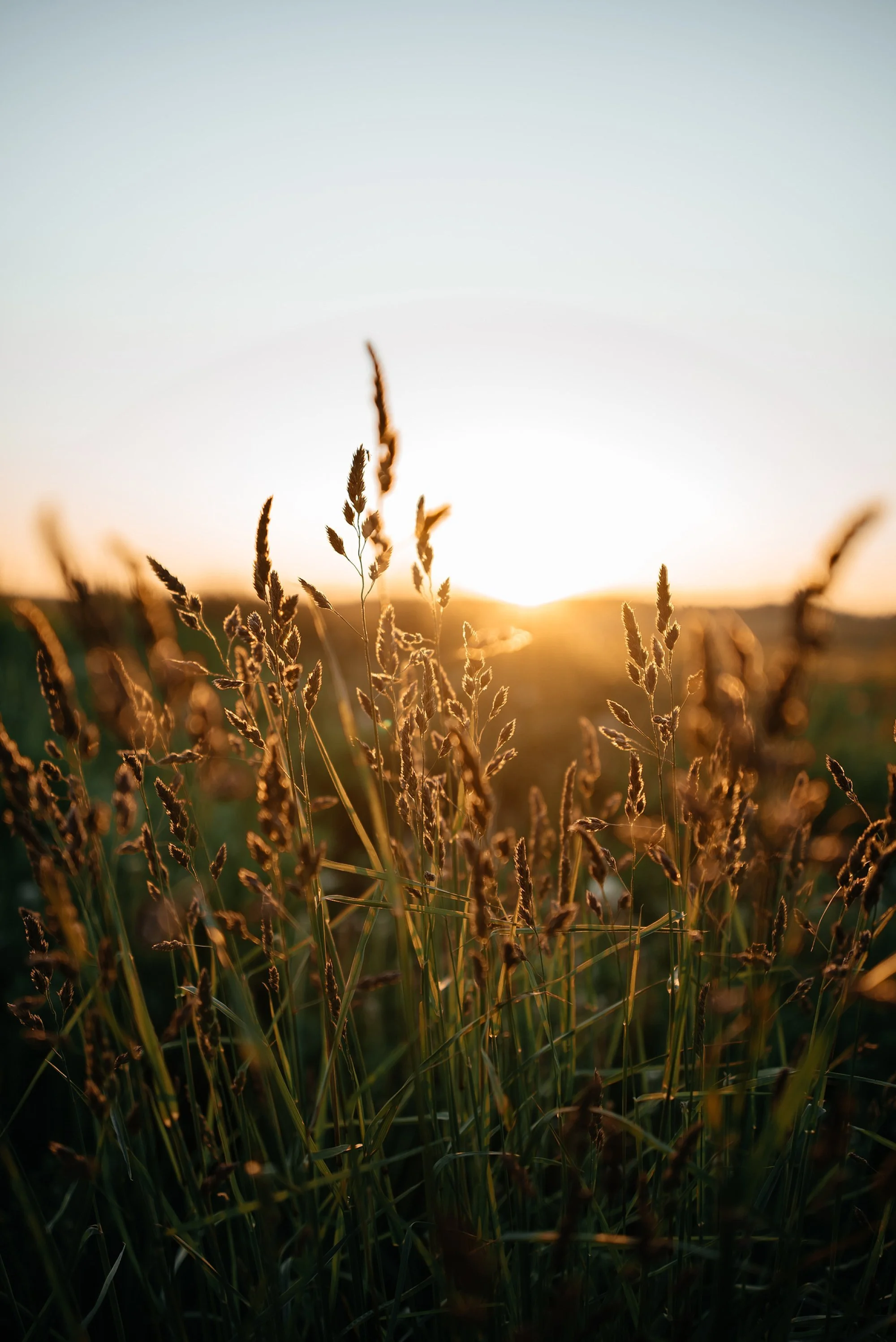 Close-up of grass blades in sunlight with a soft focus background.