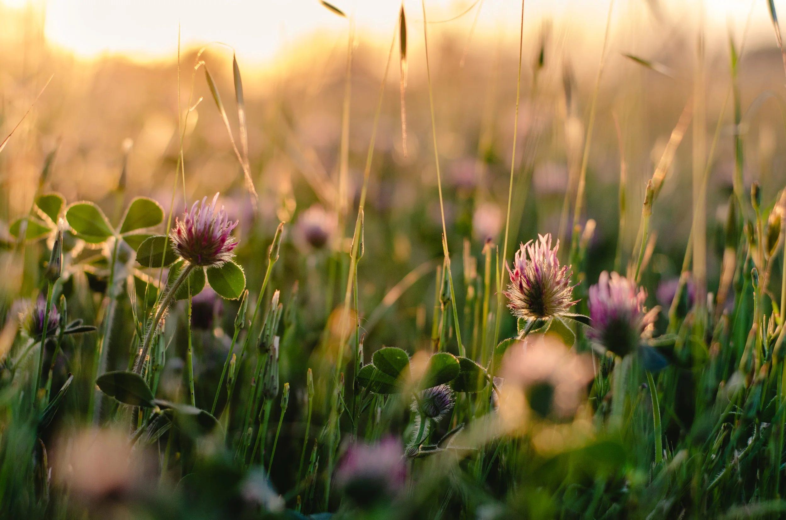 Close-up of pink and purple flowers with green leaves, backlit by warm sunlight, in a grassy field at sunset.