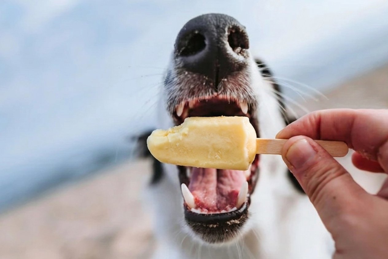 Healthy Treats, Happy Tails