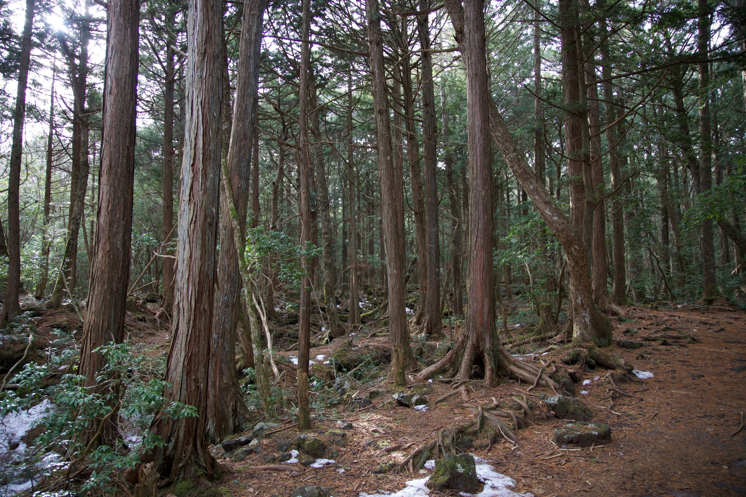 aokigahara.jpg