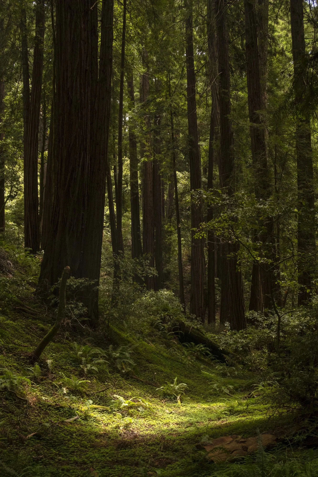 environment-47.JPG