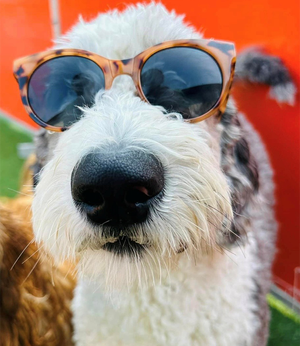 Close-up of a shaggy dog wearing stylish sunglasses