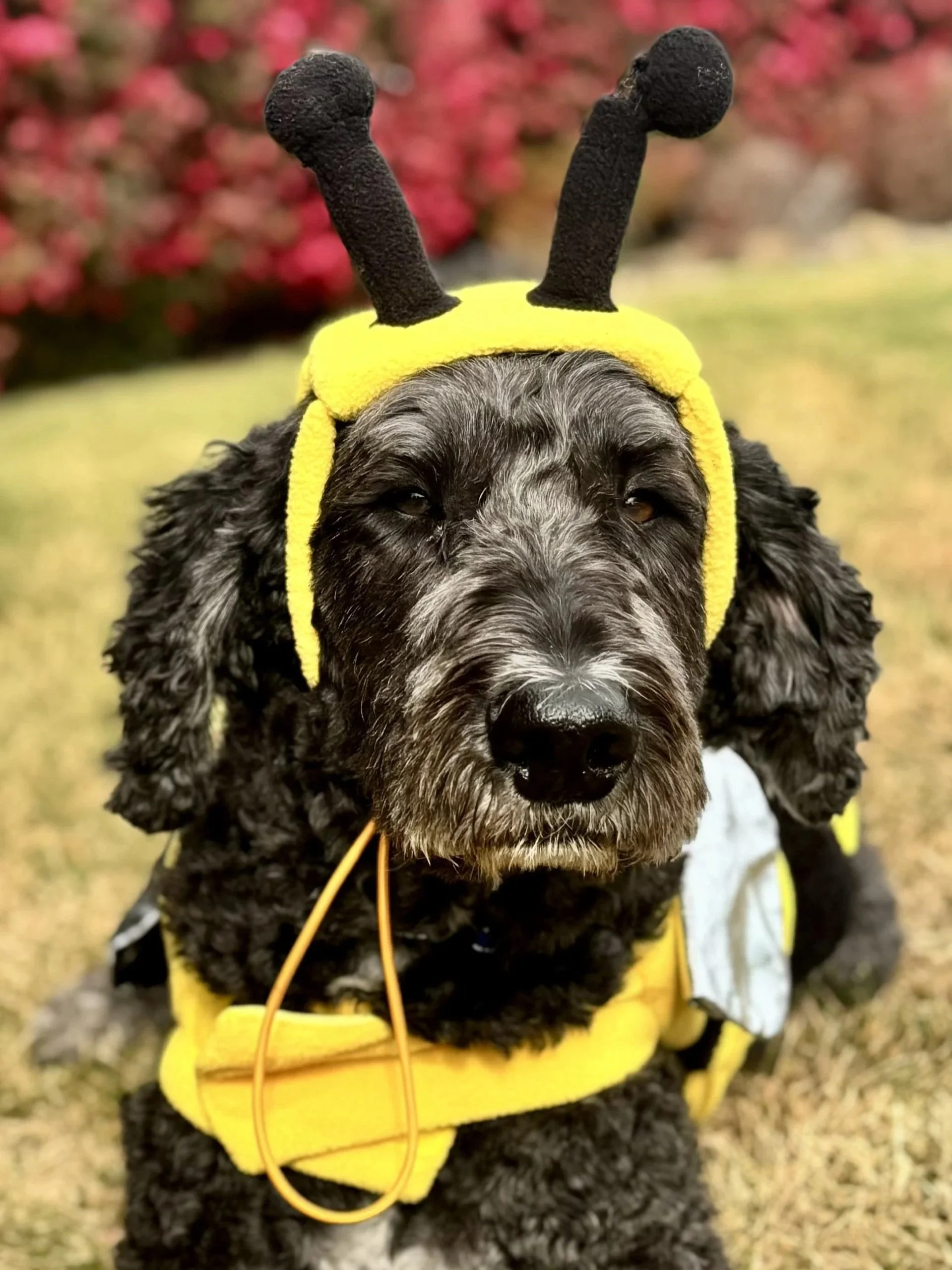 Black curly-haired dog wearing a yellow bee costume and antenna headband outdoors