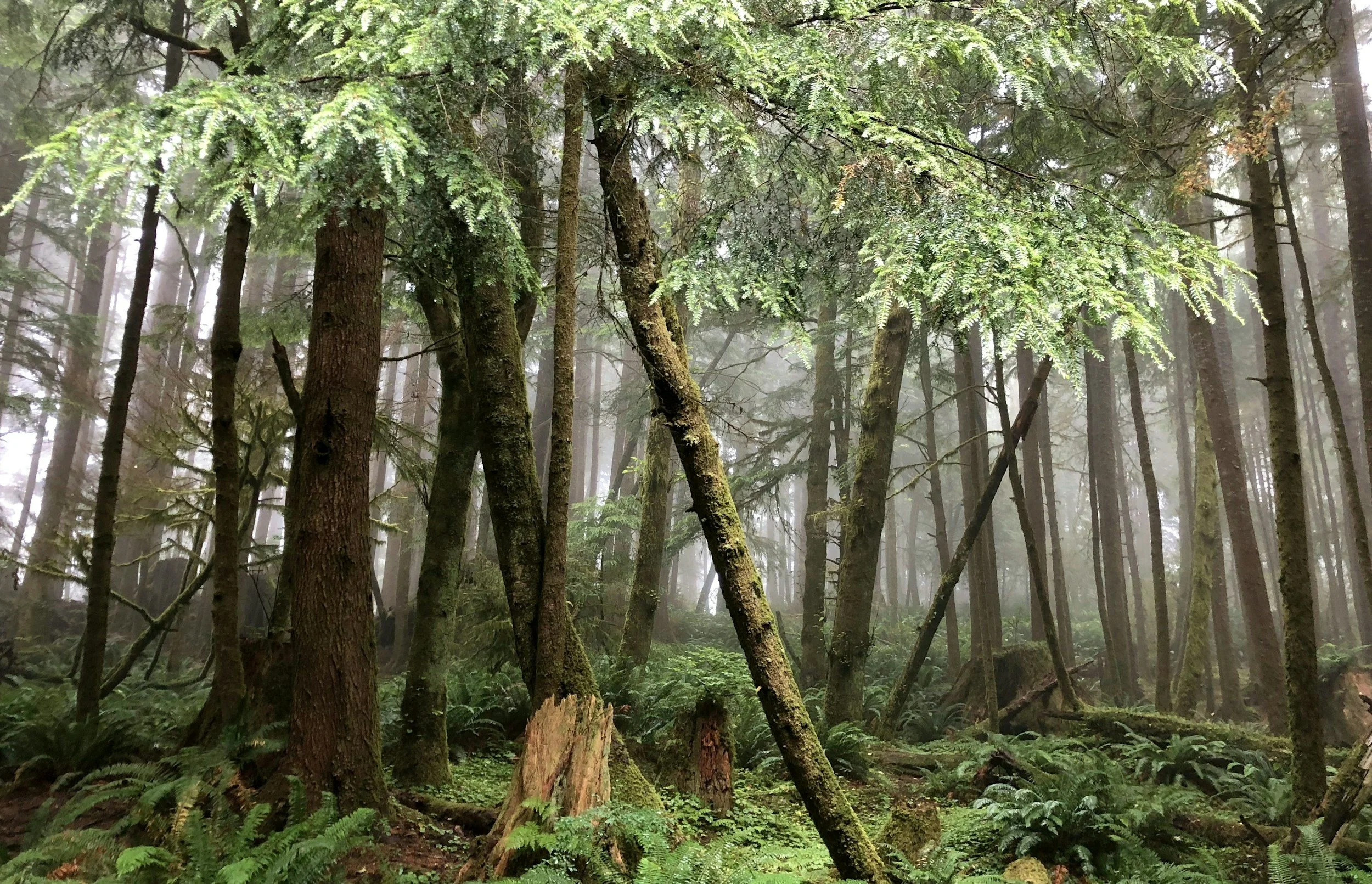 Moss-covered trees that were damaged due to timber trespass and green undergrowth in a forest.