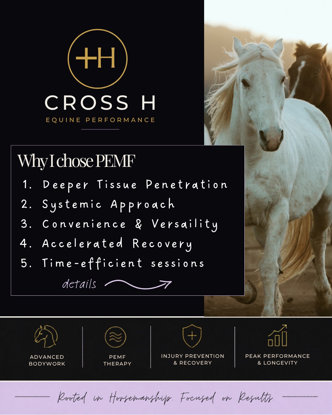Flyer for Cross H Equine Performance featuring a white horse, brown horse, and a black and white horse in a field during sunset, with text on the left side.
