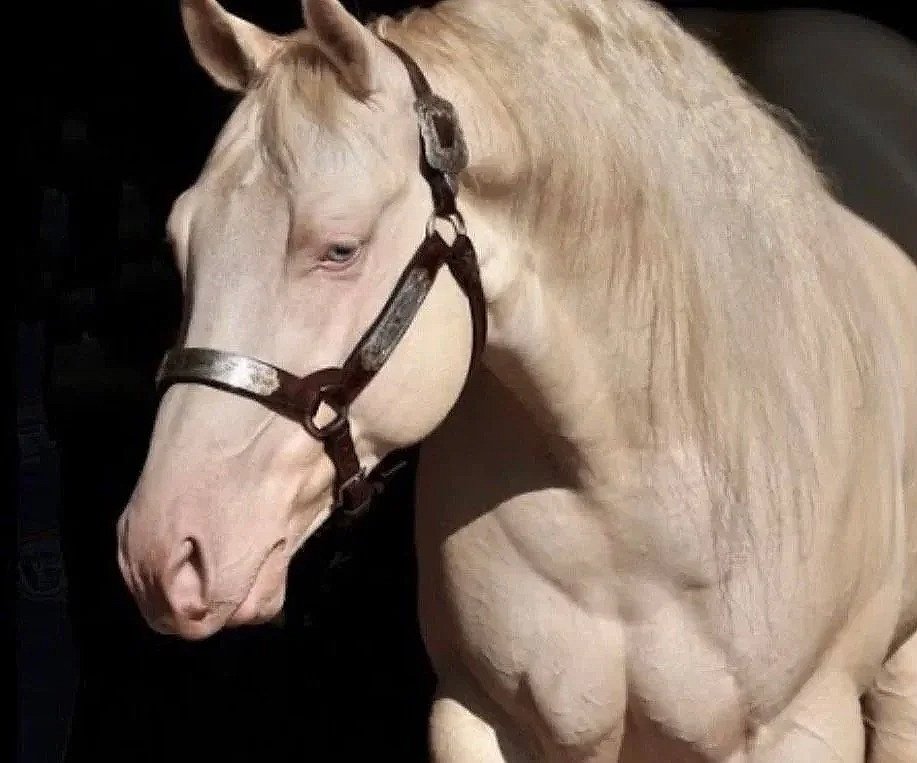 A white horse with a light mane wearing a black halter, standing indoors against a dark background.