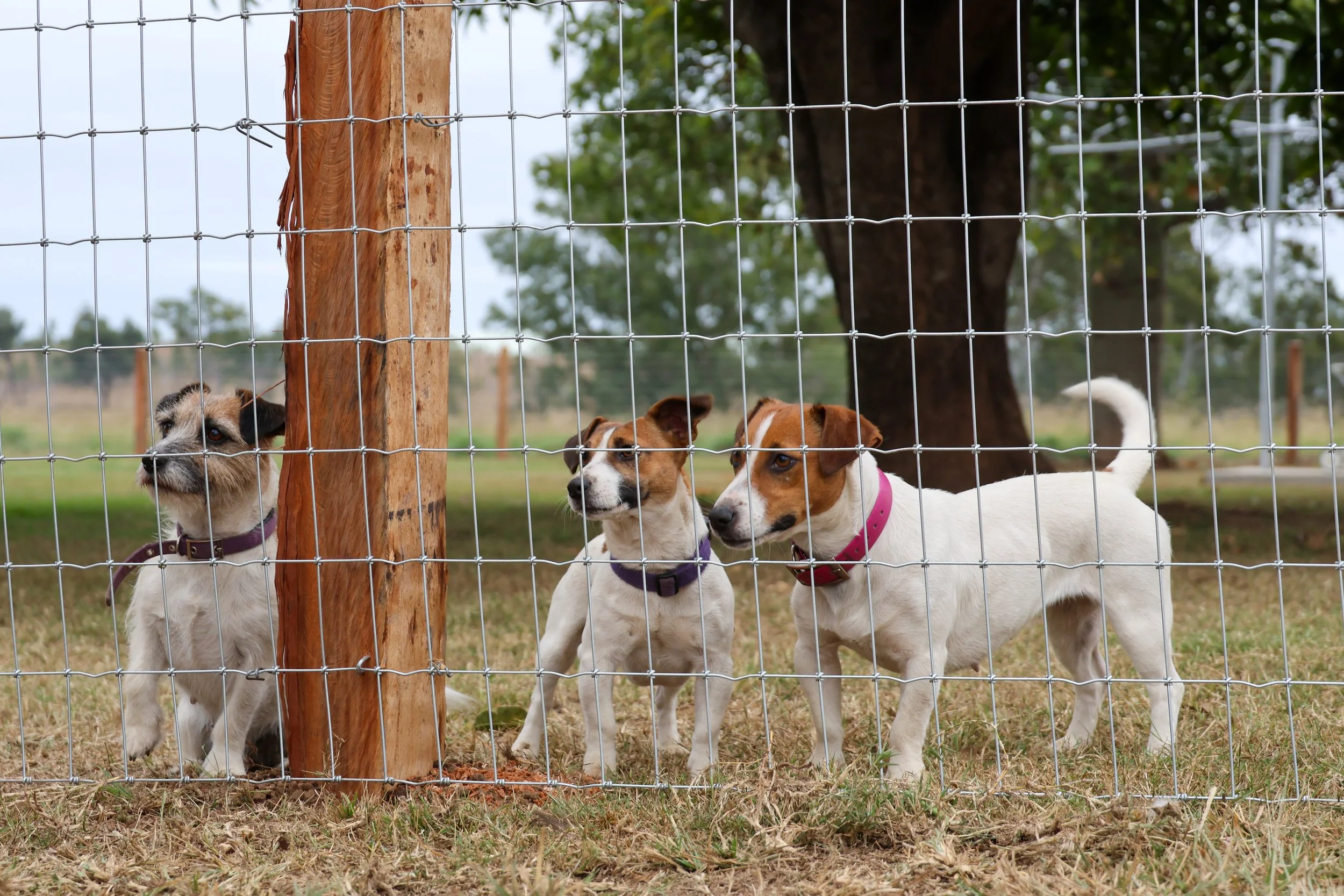 Dog netting fence installed on a Western Downs property