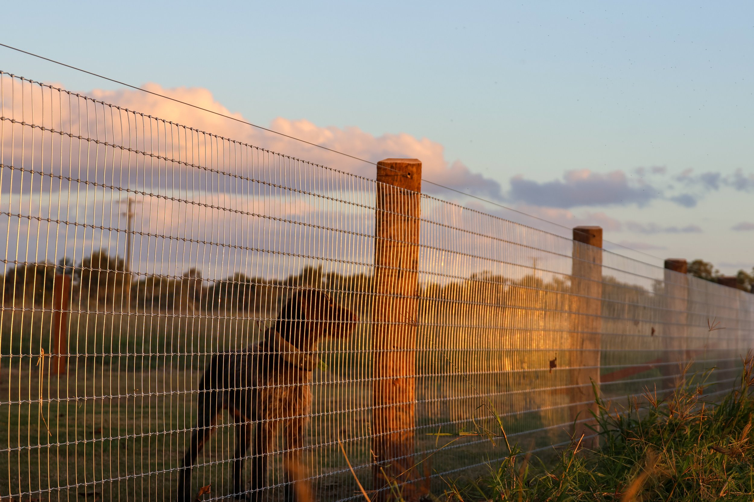 A wire fence with wooden posts fencing project by G8K Rural Co