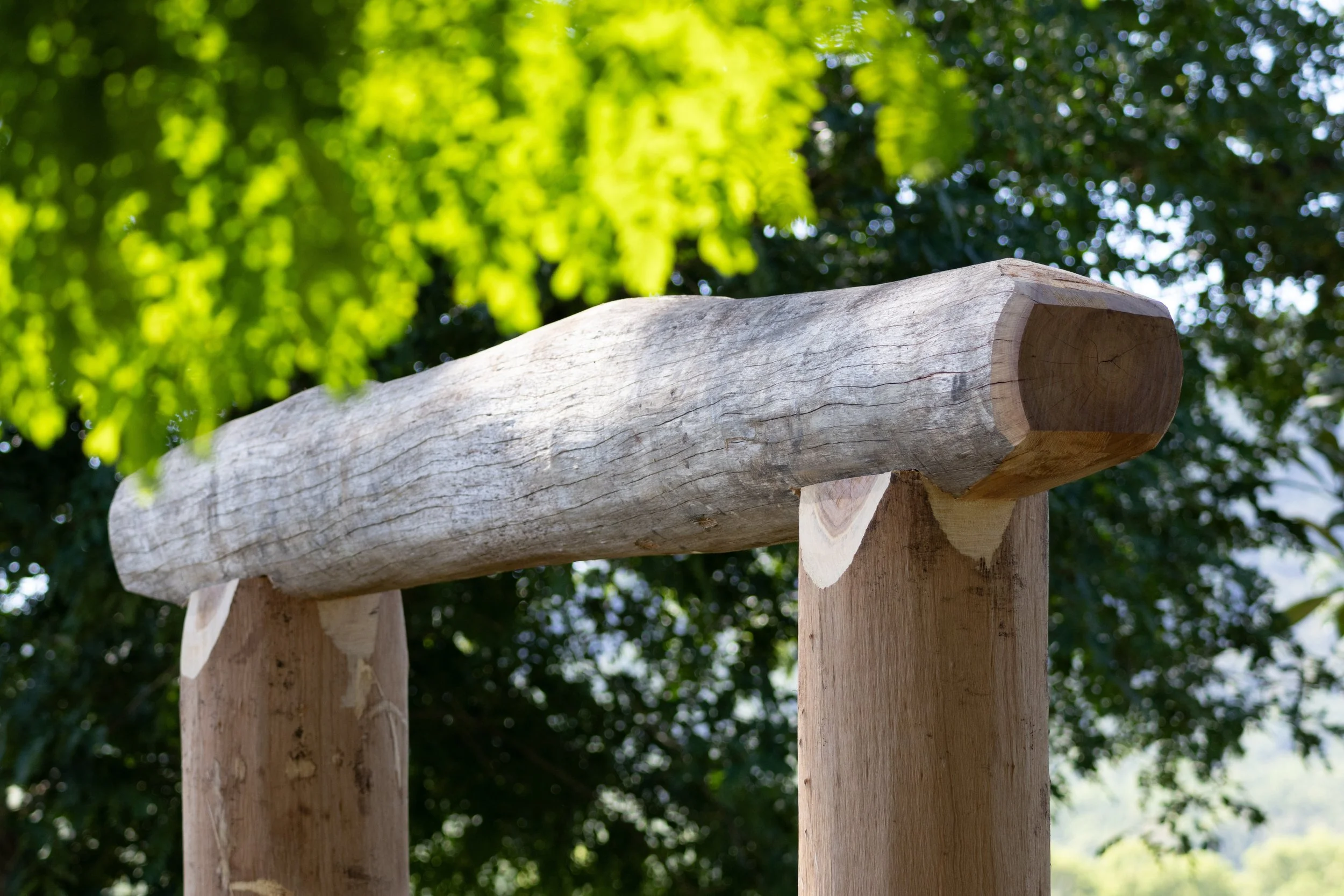Close-up view of a wooden log
