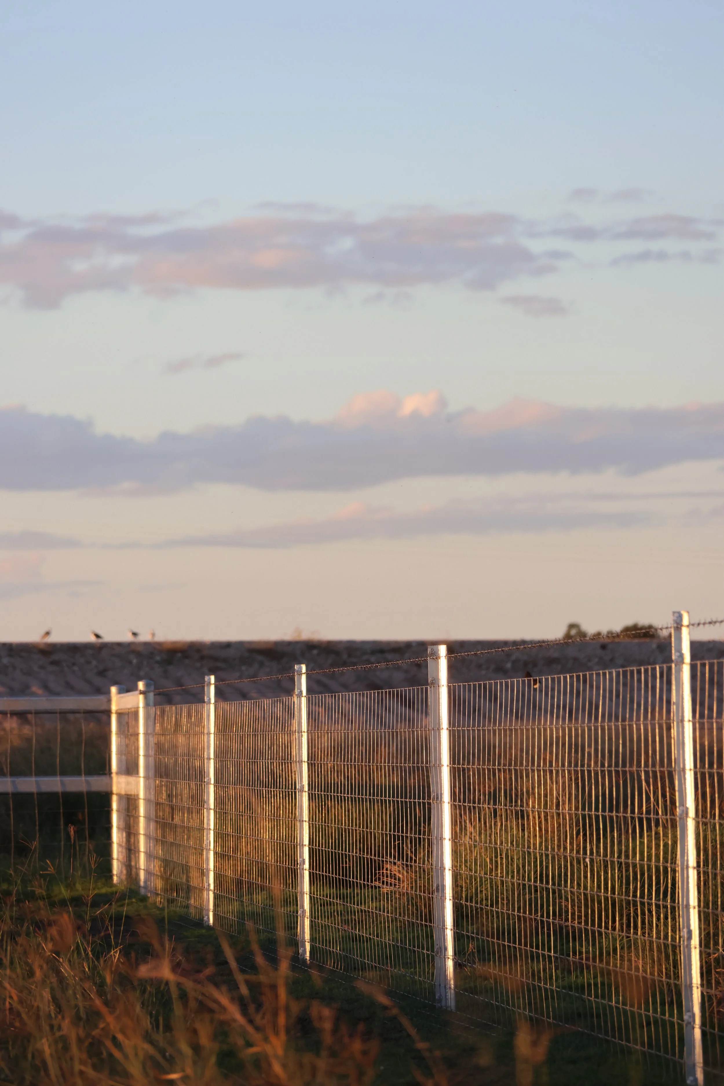 Photo of a wire fence with white posts