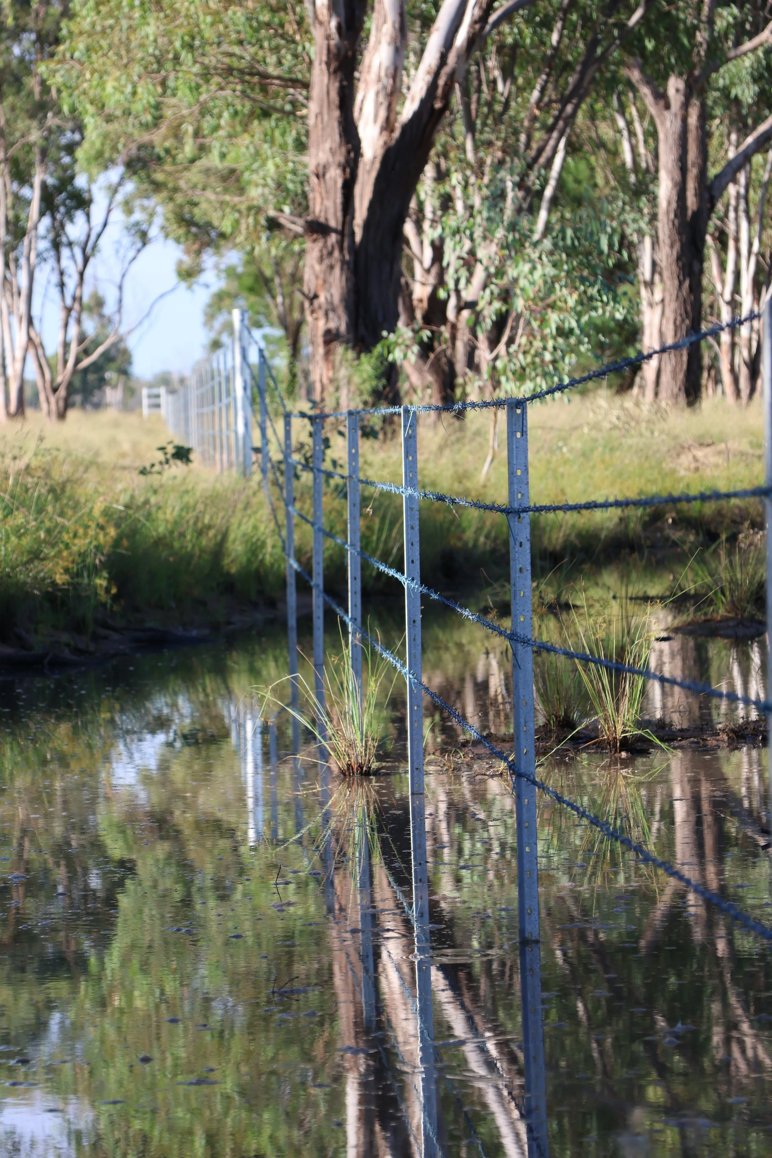 A rural barb fencing in the Western Downs