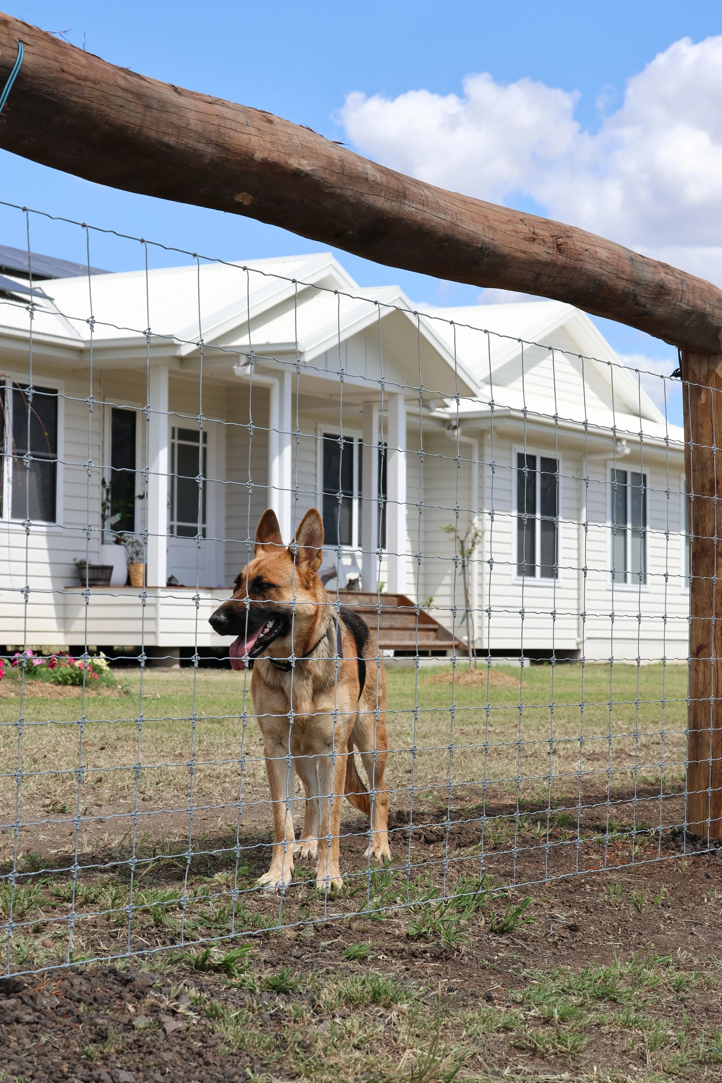 Rural dog netting fencing near Dalby