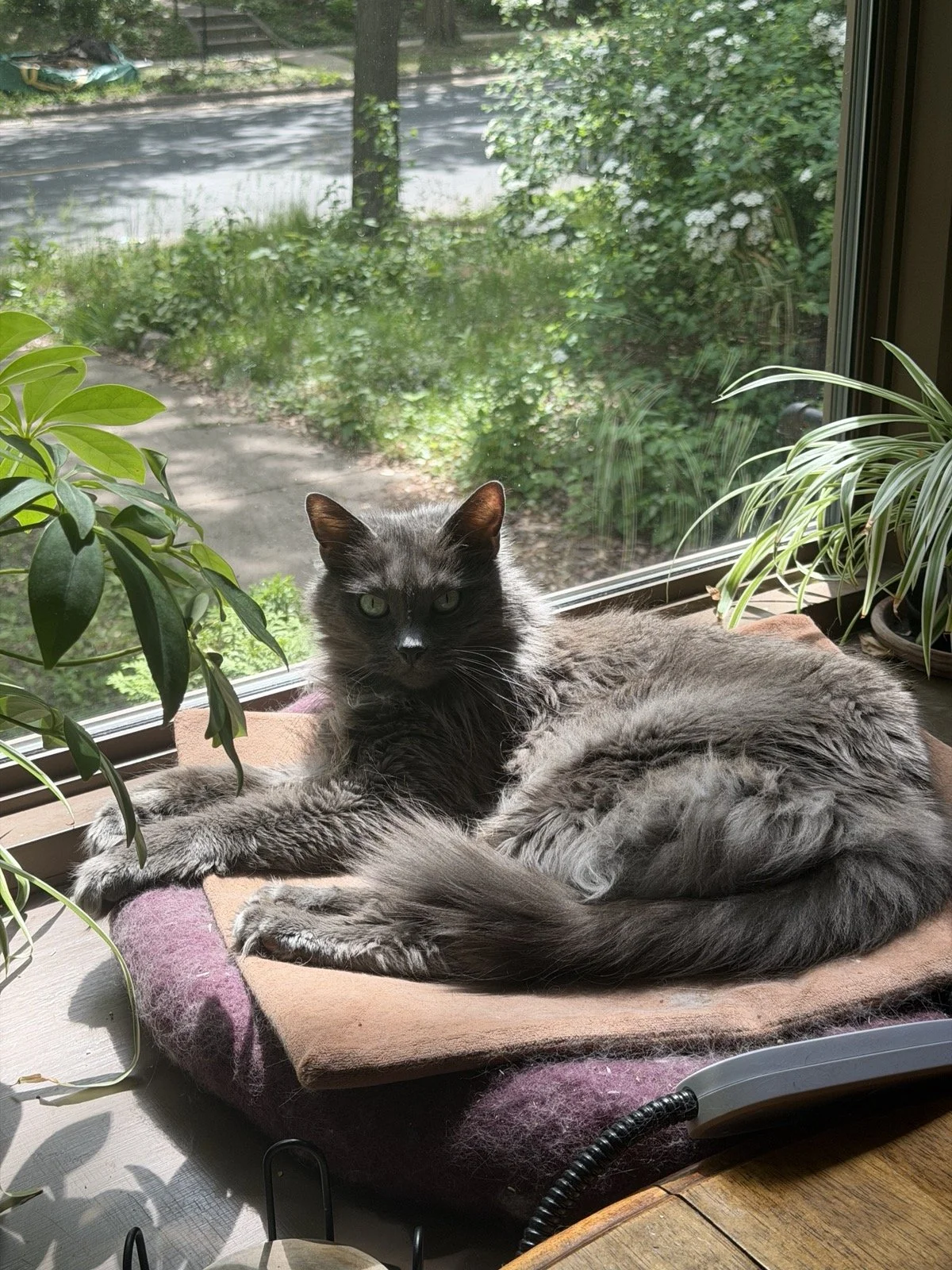 Grey cat (nebelung) stares into the camera with green eyes that match the plants and scenery around him.