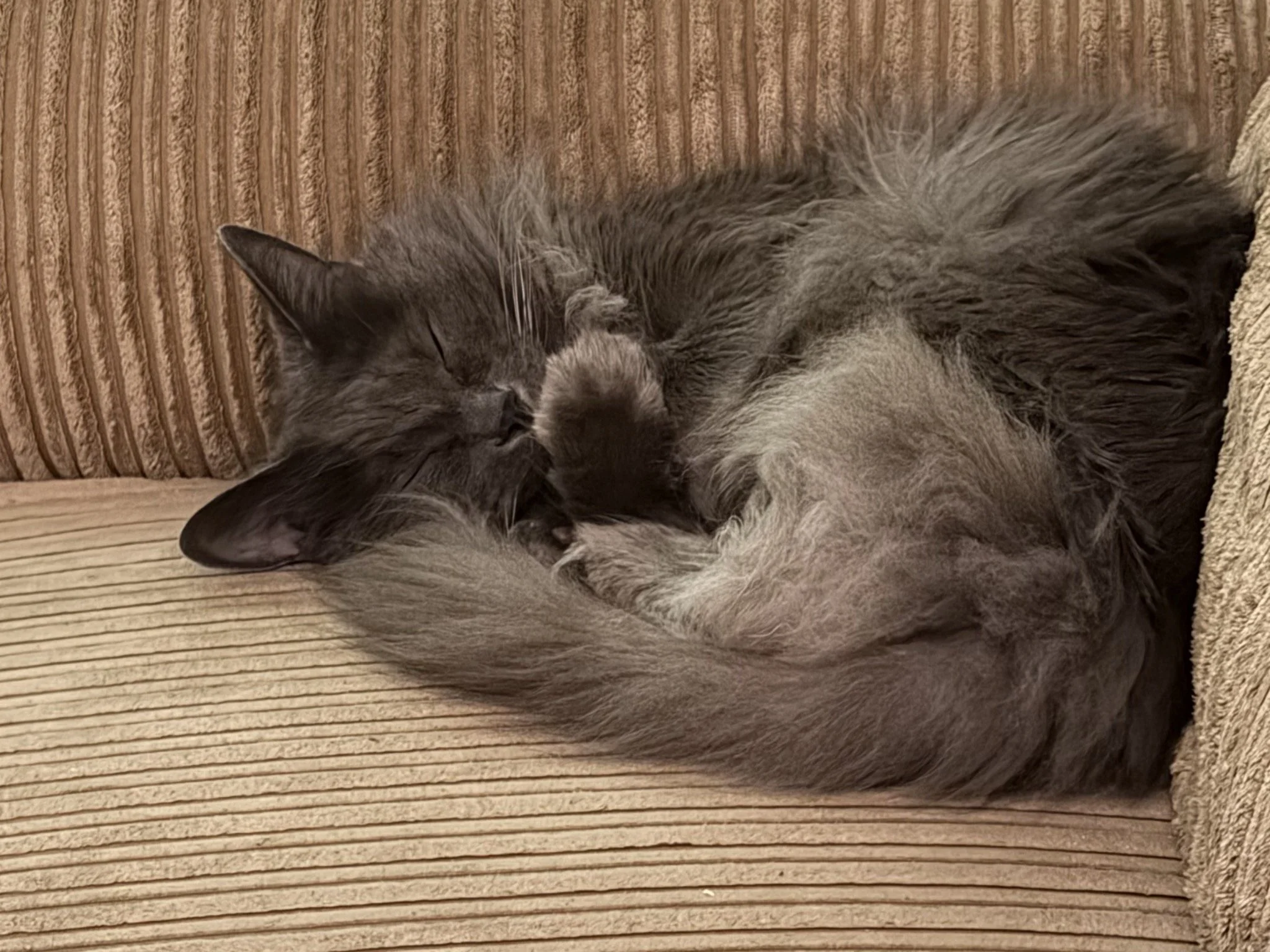 A grey cat (nebelung) sleeping peacefully with a paw covering his chin.