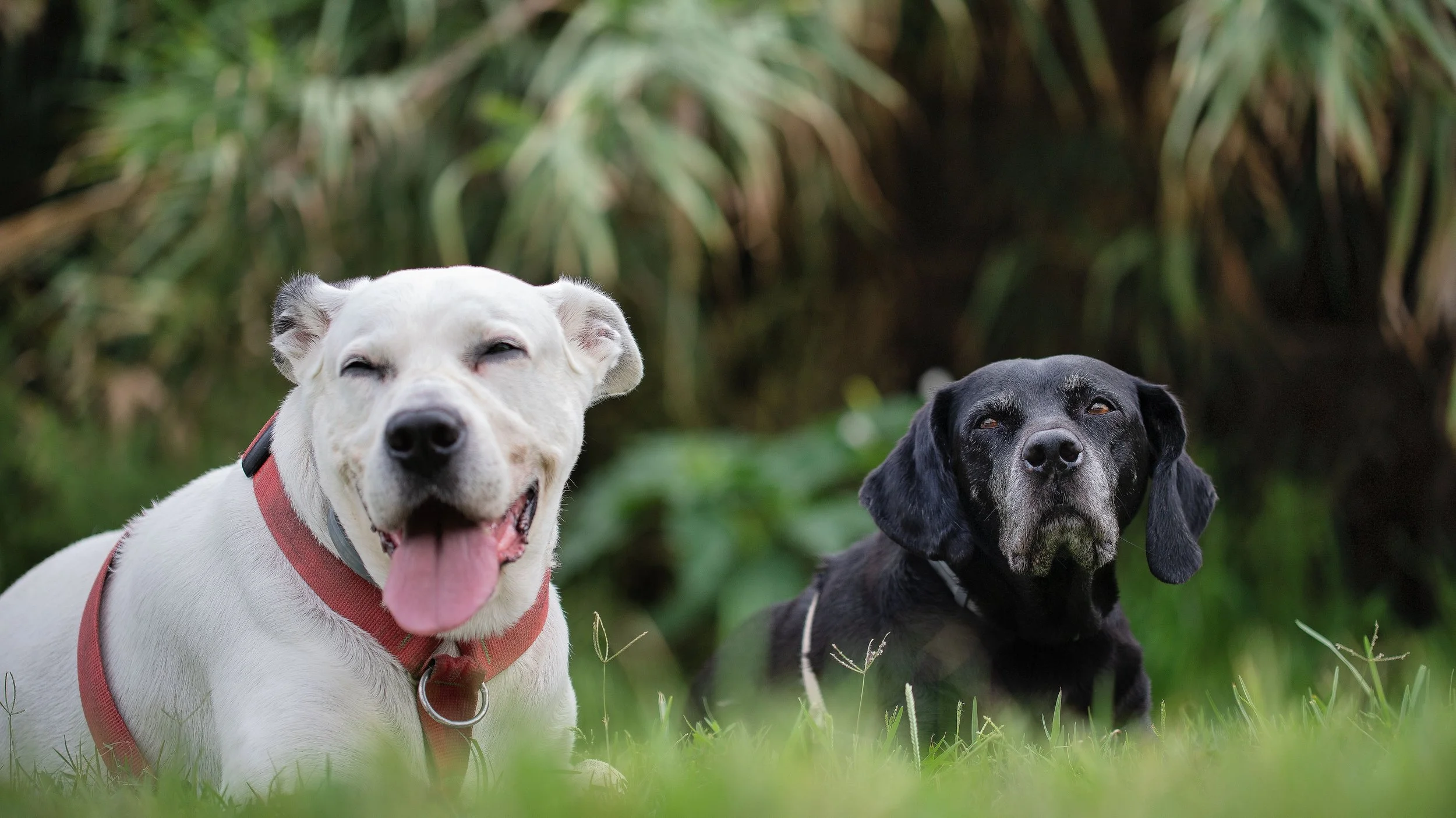 two dogs.jpg