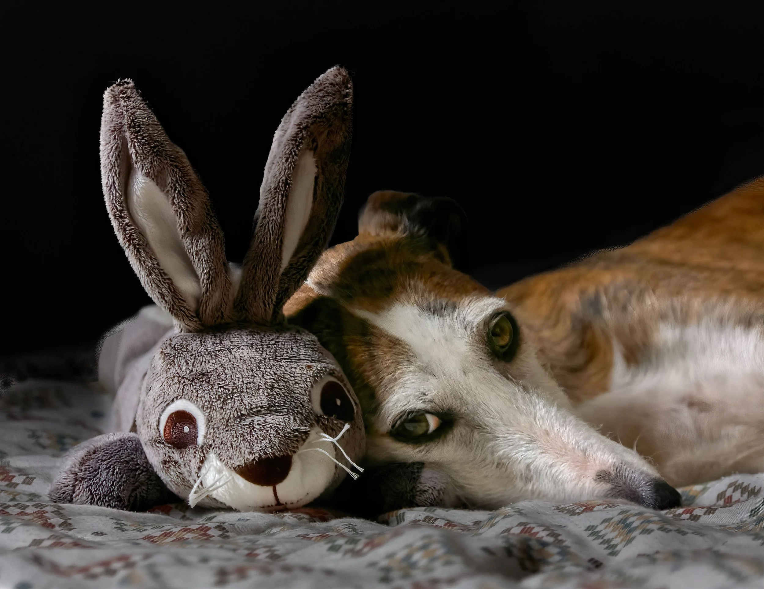 greyhound.jpg