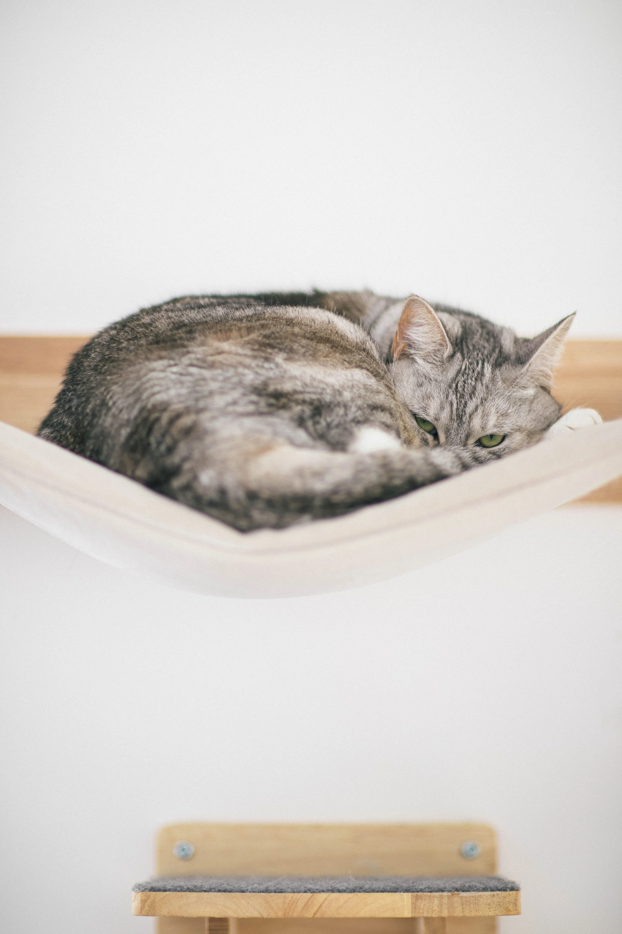 cat resting.jpg