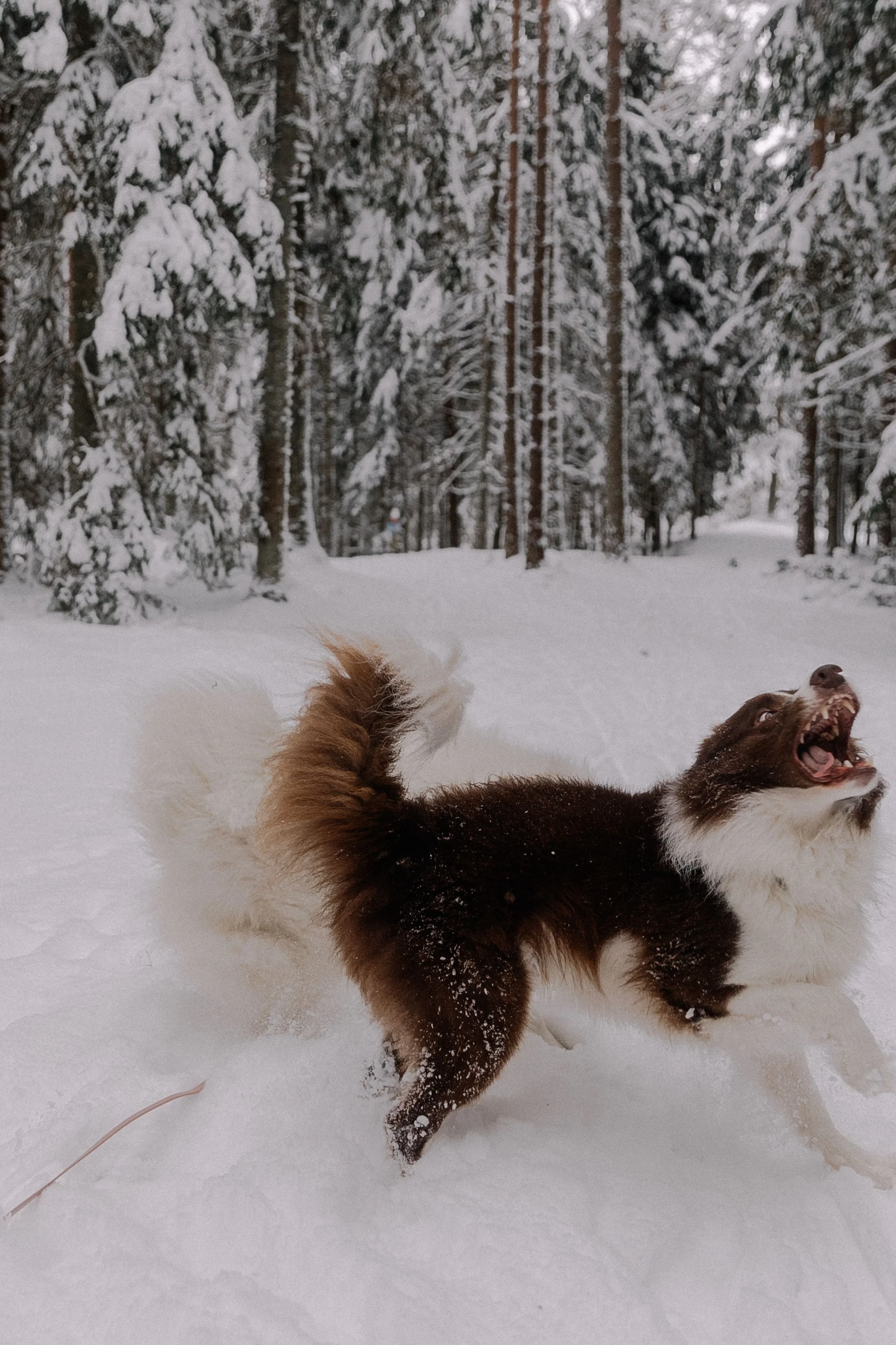 samoyed.jpg
