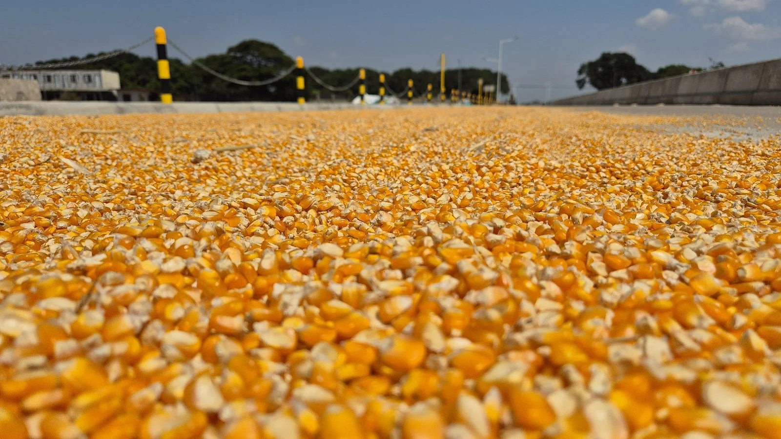 The Complete and Updated Guide on How to Produce 10-16 tons Yellow Hybrid Corn in 1 Hectare
