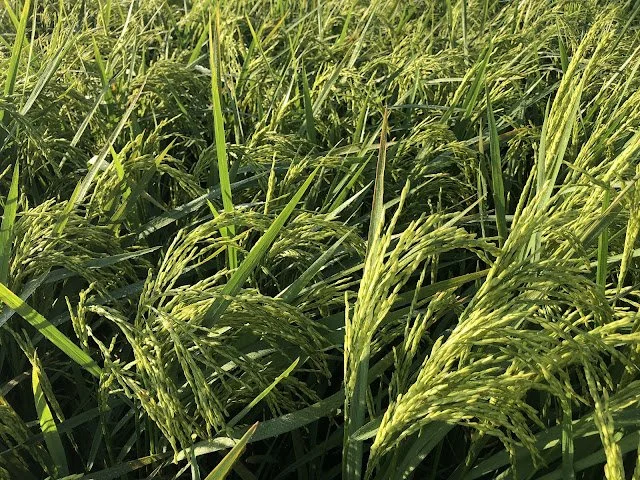 The Complete and Updated Guide for Rice Production