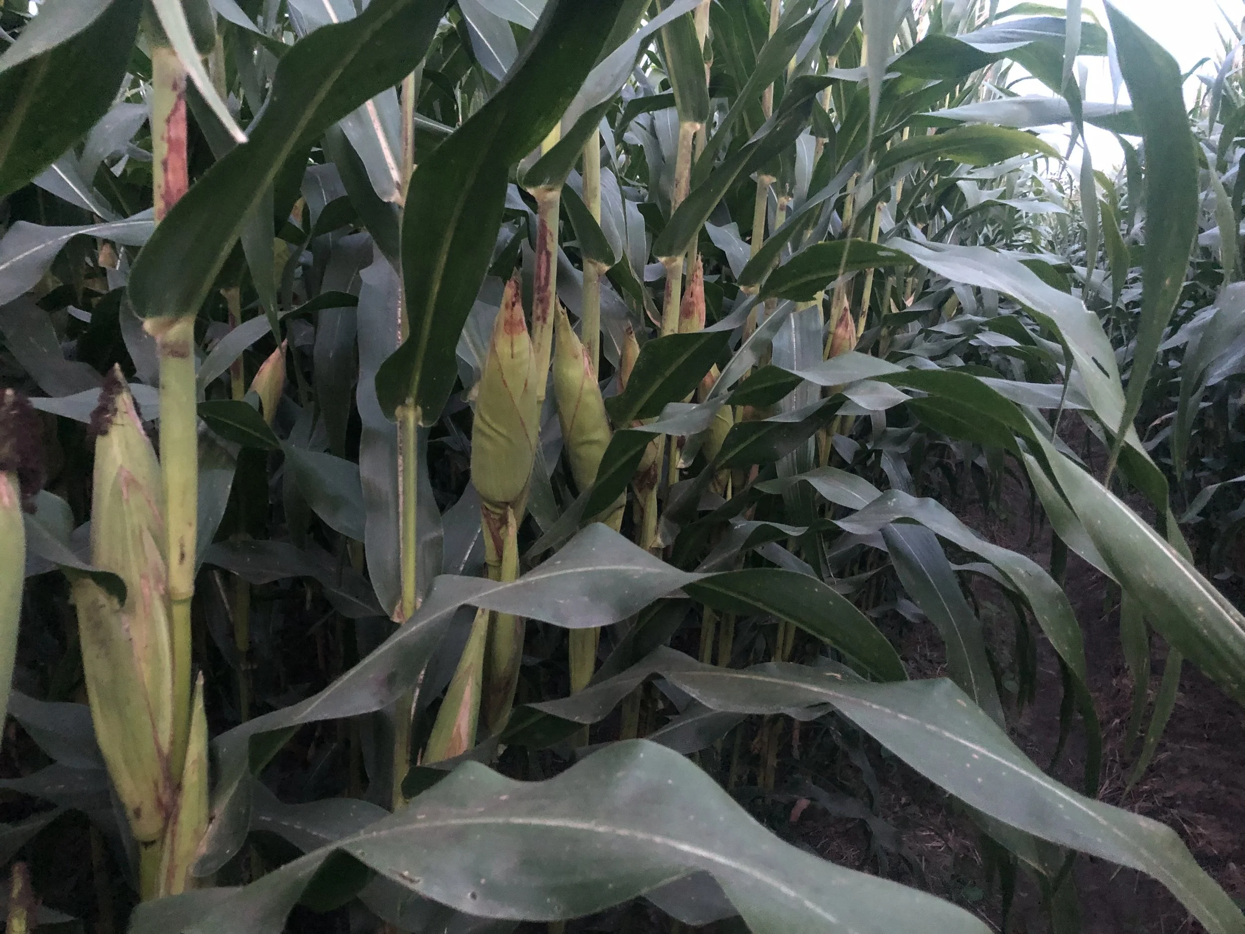 How we produce higher and bigger cobs Corn 