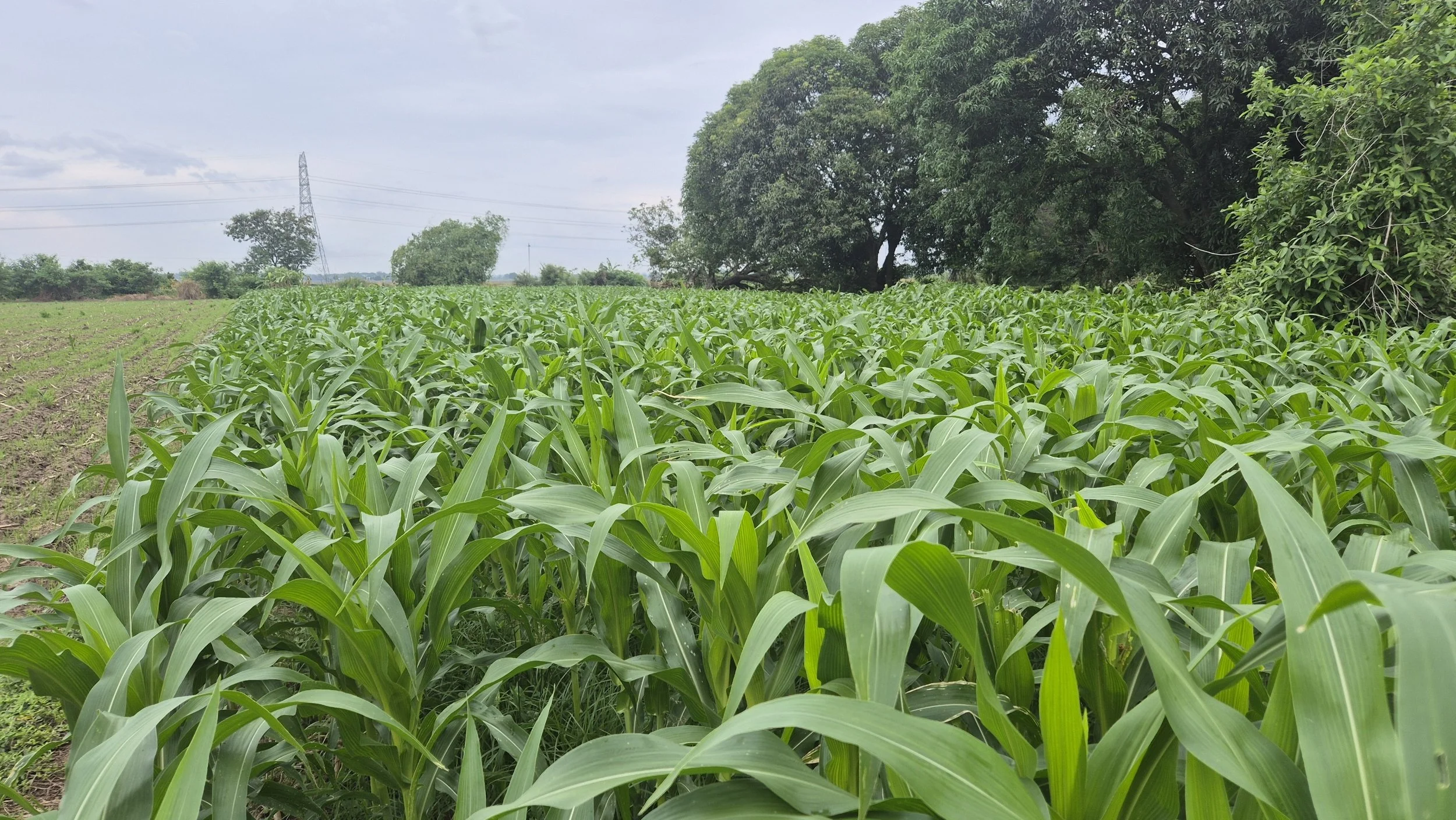 Green corn plants growing in a field with trees in the background under a cloudy sky.