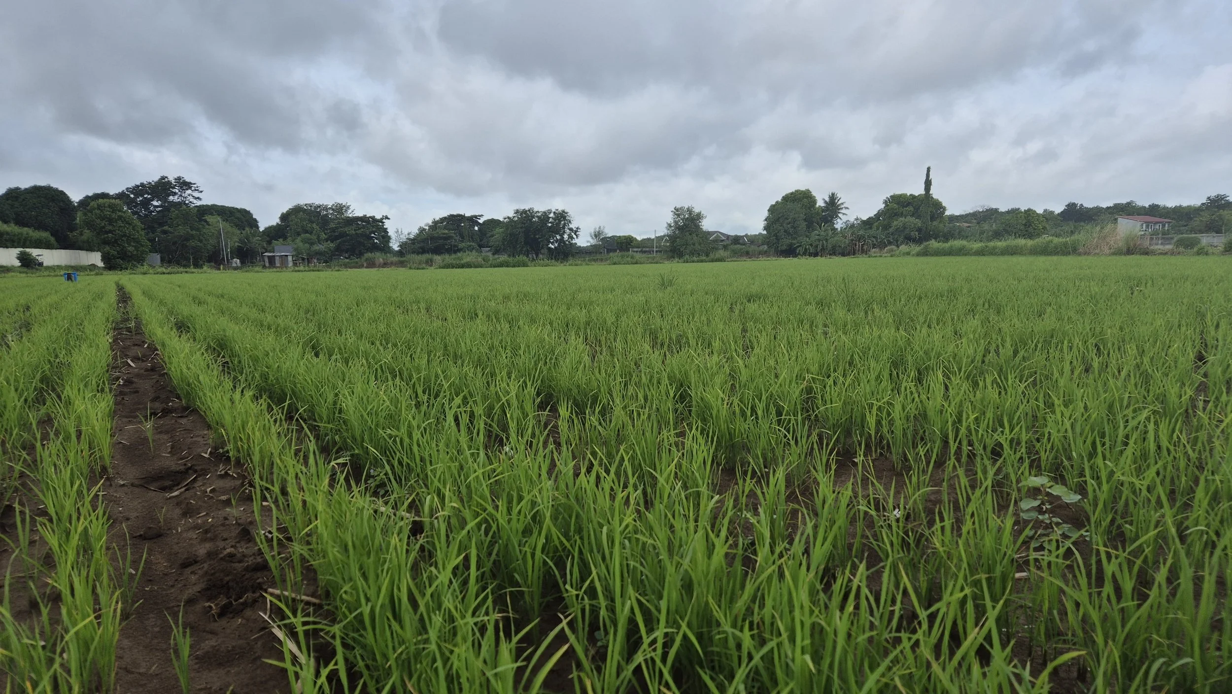Rice and Corn Production Consultant and Mentor for 1 Year