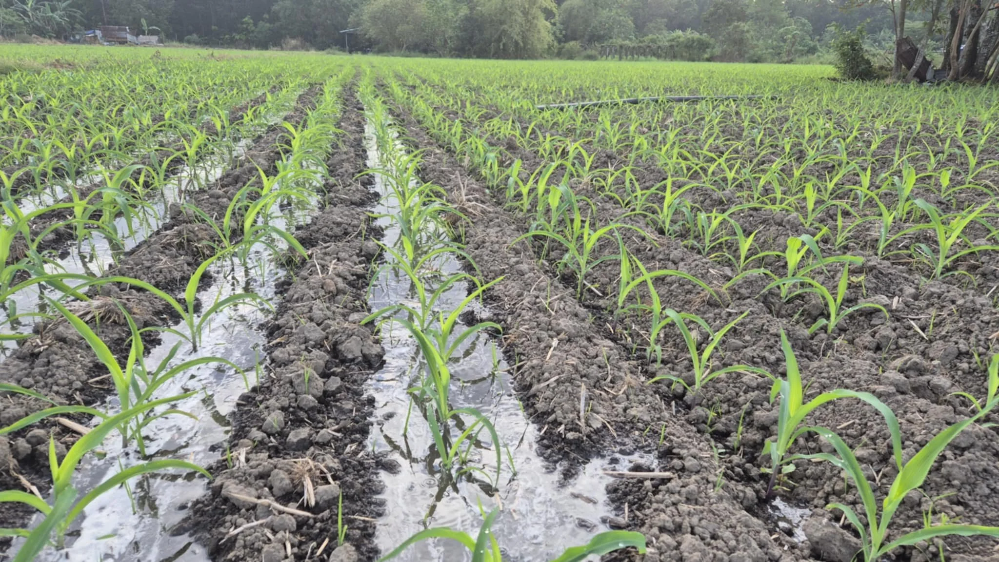 Rows of young green corn plants growing in a flooded farm field with trees in the background.