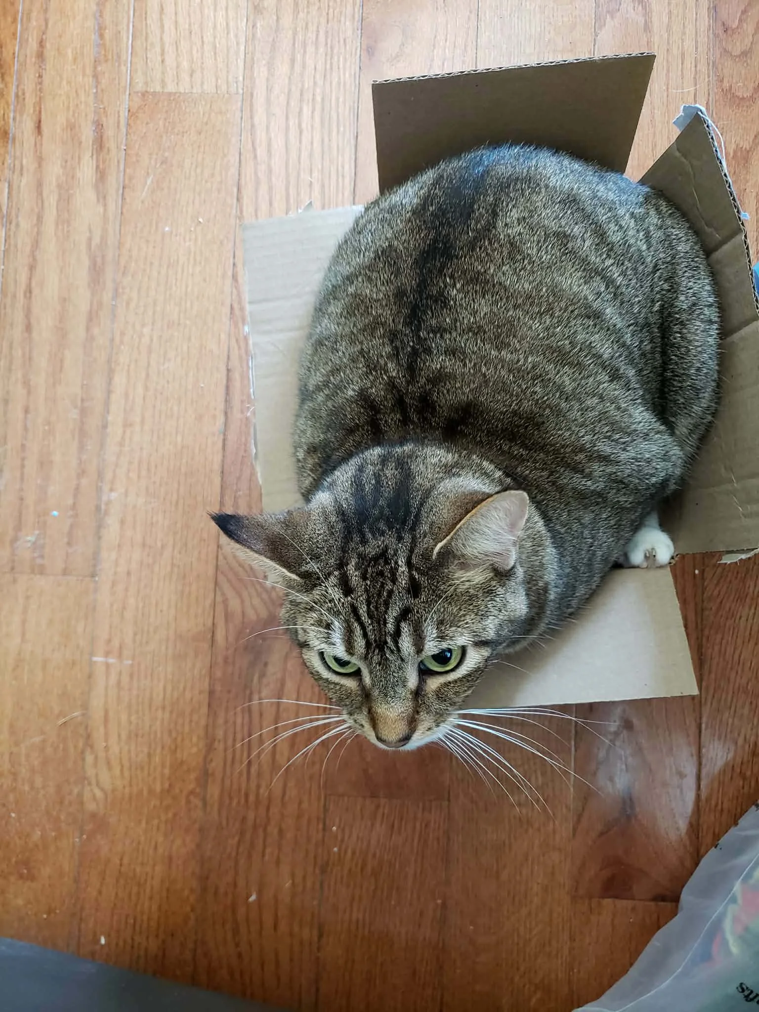 Tabby cat curled up in a small cardboard box.