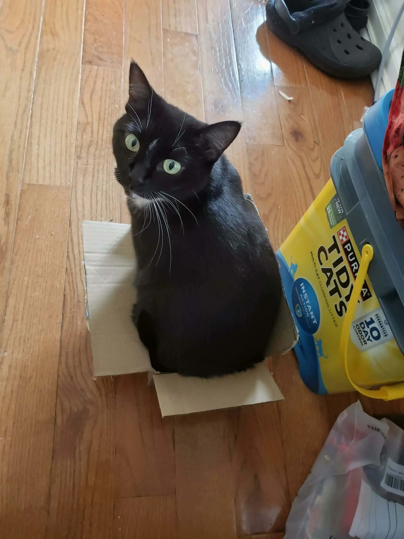 Black cat sitting in a cardboard box and looking up.