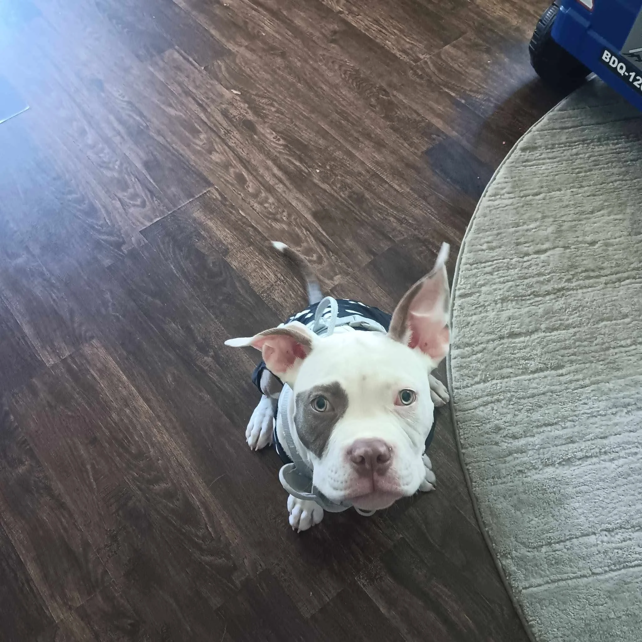 White and tan puppy looking up at the camera.
