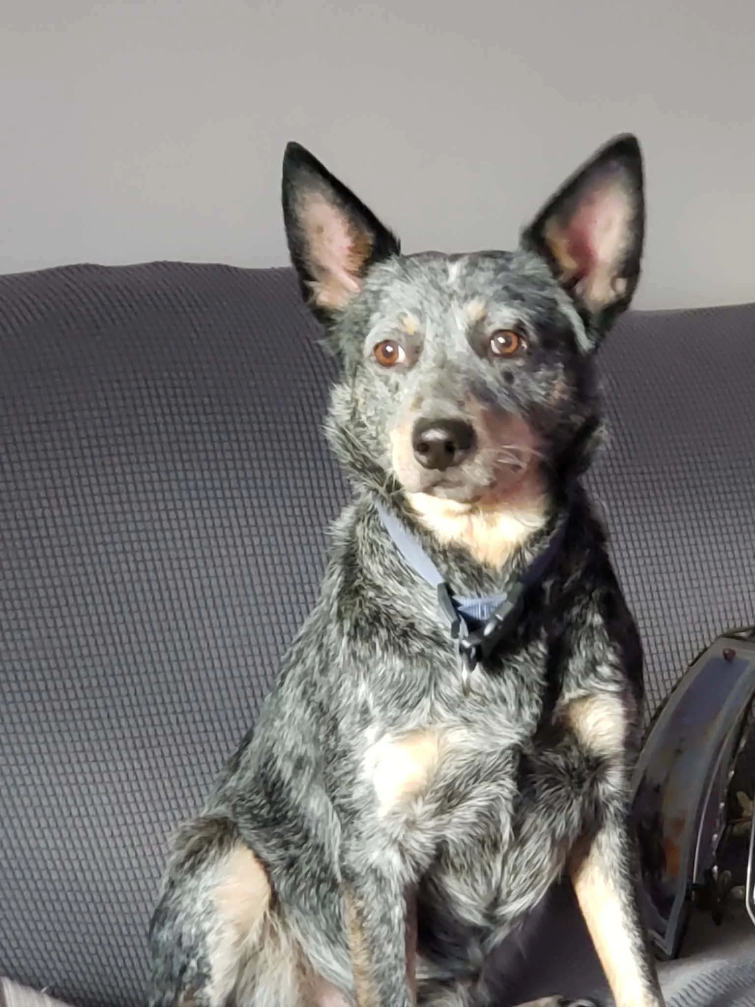 Speckled dog with upright ears sitting in the sunshine.